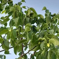 خرید . فروش . اجاره بالا درخت گردو.