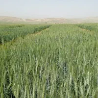 اجاره زمین کشاورزی