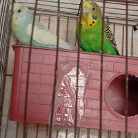 یک جفت مرغ عشق بدون قفس