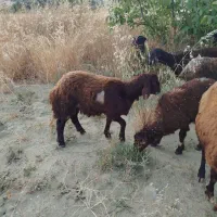 فروش ۲راس بره نر۵ماهه