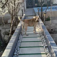 سگ سرابی