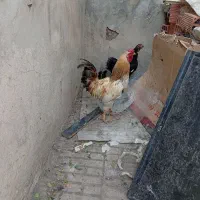 فروش تعدادی خروس و مرغ و جوجه