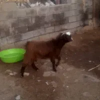 بزغاله ماده