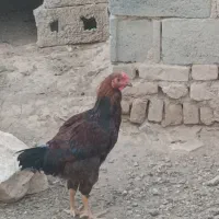 خروس جوان دو رگه