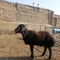 قوچ|حیوانات مزرعه|قره چای, |دیوار