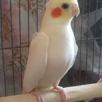 عروس هلندی ماده