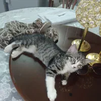 بچه گربه