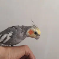 عروس هلندی نر