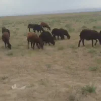 بره