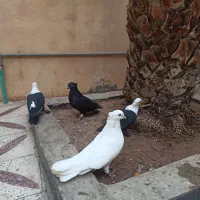 کبوتر