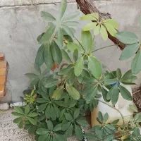 گل و گلدان خانگی