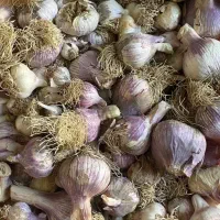 سیر|عمده‌فروشی|ایزدشهر, |دیوار