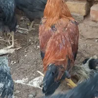 خروس گلین ۵ ماهه
