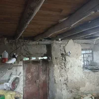 کبوتر طوقی