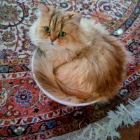 آرایشگر آرایش گربه و سگ حتی در منزل شما