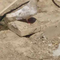 کبوتر