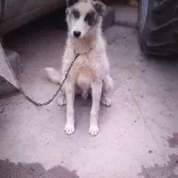 دو عدد سگ نر