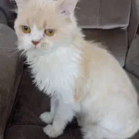 گربه به همراه وسایل