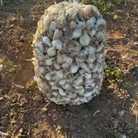پیاز ترشی