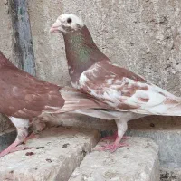 کارل میولمنز