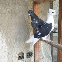 کبوتر تهرانی غریب گیری ودورگ