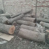 برش چوب وهرس خرید چوب