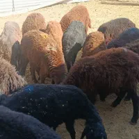 ۱۶ راس بره ۱۵ نر یک ماده