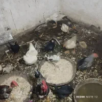 مرغ و خروس وجوجه