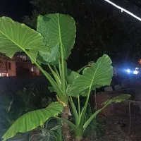 فروش درخت بابا آدم