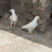 کفتر بوم