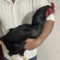لاری سیاه پر مرغی