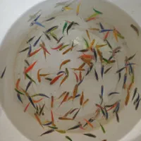 ماهی و گوپی مولی میگو سوارتیل زبرا کالر مزرعه آبی