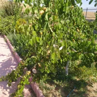 کارگر باغ در منطقه زین آباد