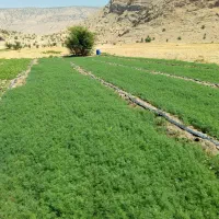 فروش. سبزی. خورشتی.   ارگانیک و پاک شده