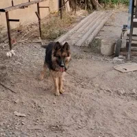 سگ ژرمن