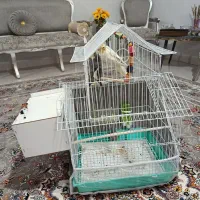 عروس هلندی
