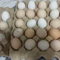 تخم مرغ نطف دار رسمی و گلین