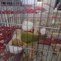 کرینجیگ نروماده فروشی