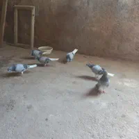 چند عدد کبوتر بدرنگ