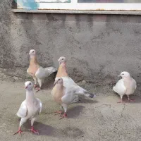 کبوتر ریحانی یا مامی