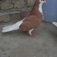 کفتر. ساده زرد درشت