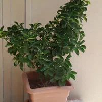 گل طبیعی|گل و گیاه طبیعی|دورود, |دیوار