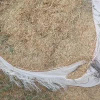 کاه گندم