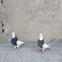 کبوتر طوقی