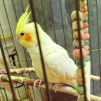 معاوضه عروس هلندی با هر چی