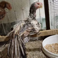 جوجه هندی|حیوانات مزرعه|رباطکریم, شهرک صنعتی نصیرآباد|دیوار