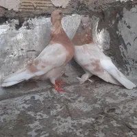 کبوتر سفید پاک چش سفید کل دمسیاه