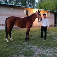 اسب مادیان قد بلند