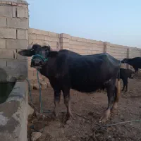 گاومیش ۹ماه آبستن