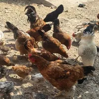 تعدای مرغ و خروس و جوجه|حیوانات مزرعه|بندر ترکمن, |دیوار
